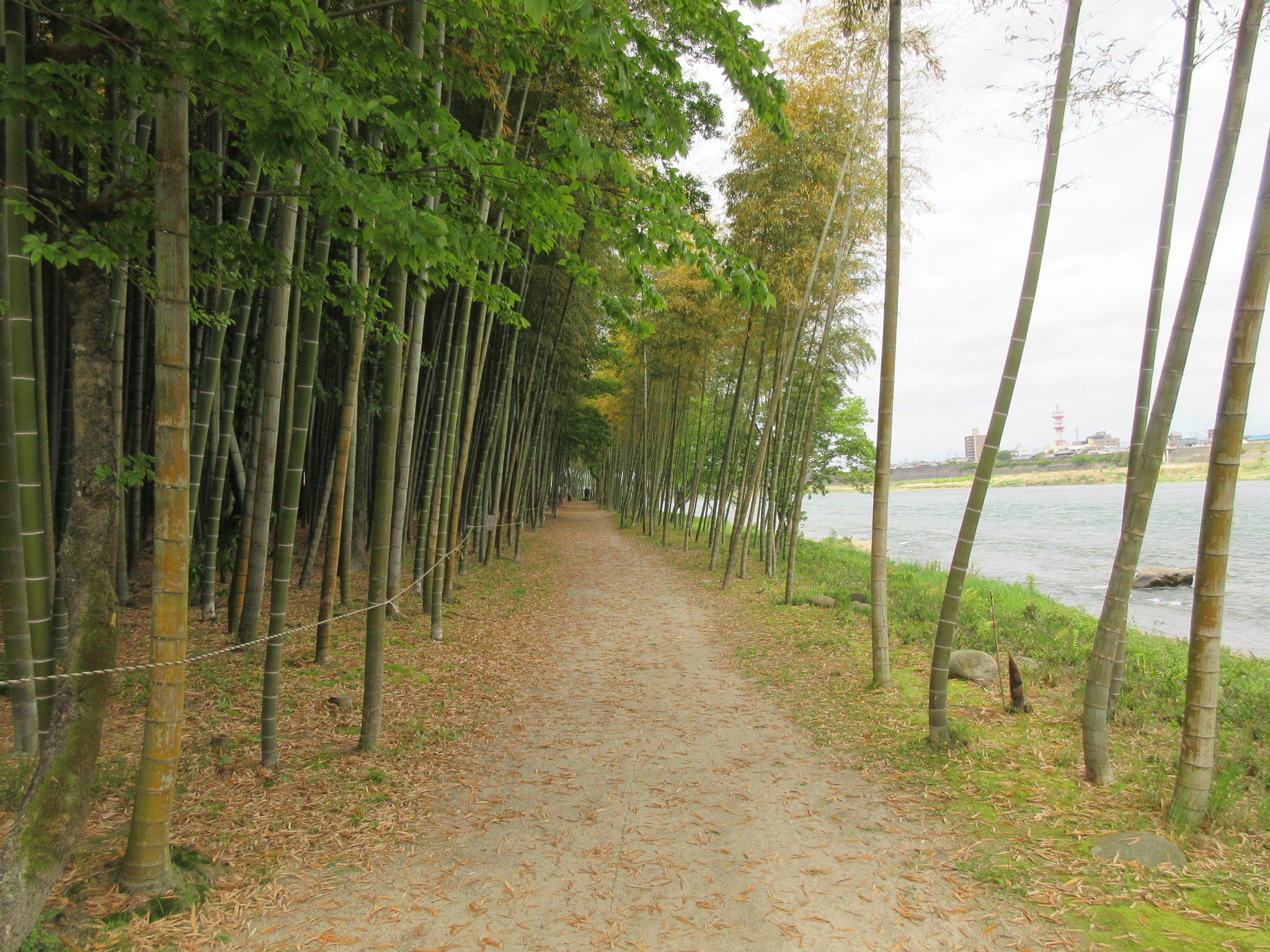 3.優秀賞　かぐや姫の散歩道　上野公彦.JPG